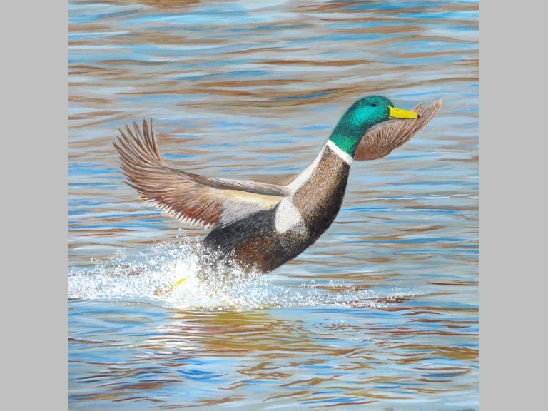 Gallery - Mallard